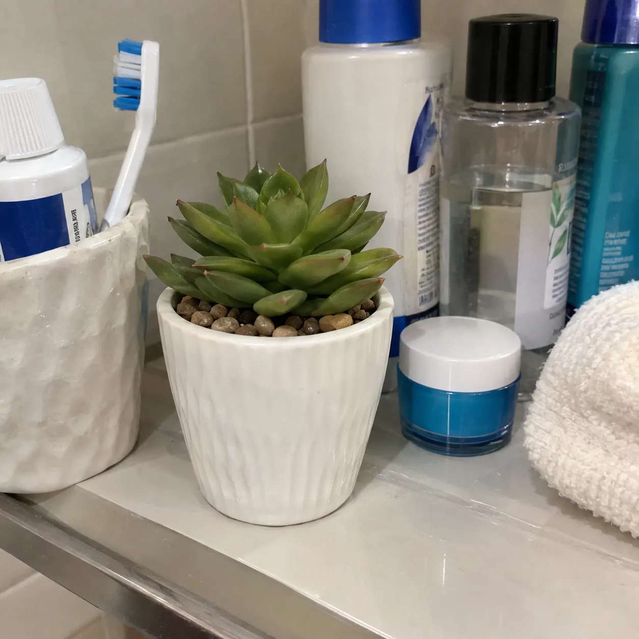 Original snapshot of the succulent on a bathroom shelf among toiletries